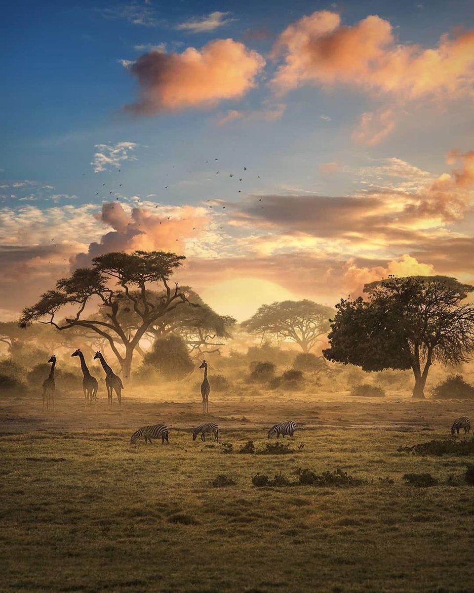 trawellbeings's tweet photo. The wilde of Zimbabwe. Get ready your begs after COVID.

#coronavirus #travel #travelblogger https://t.co/d1q962Fd8t