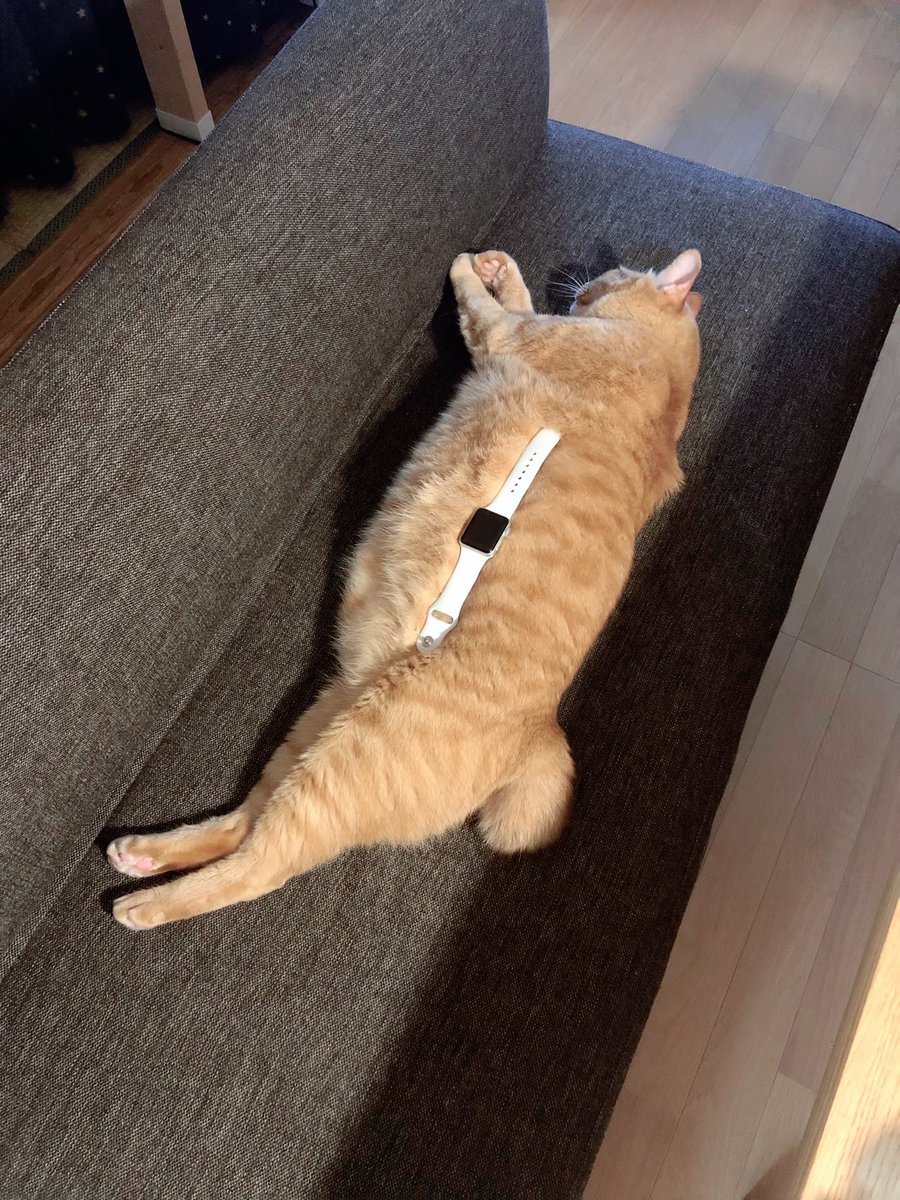てく ベンチに横たわる猫でかいな このでかさが伝わるかなと思って対比用にapple Watch置いてみた てく ベンチに横たわる猫でかいな このでかさが伝わるかなと思って対比用にapple Watch置いてみた