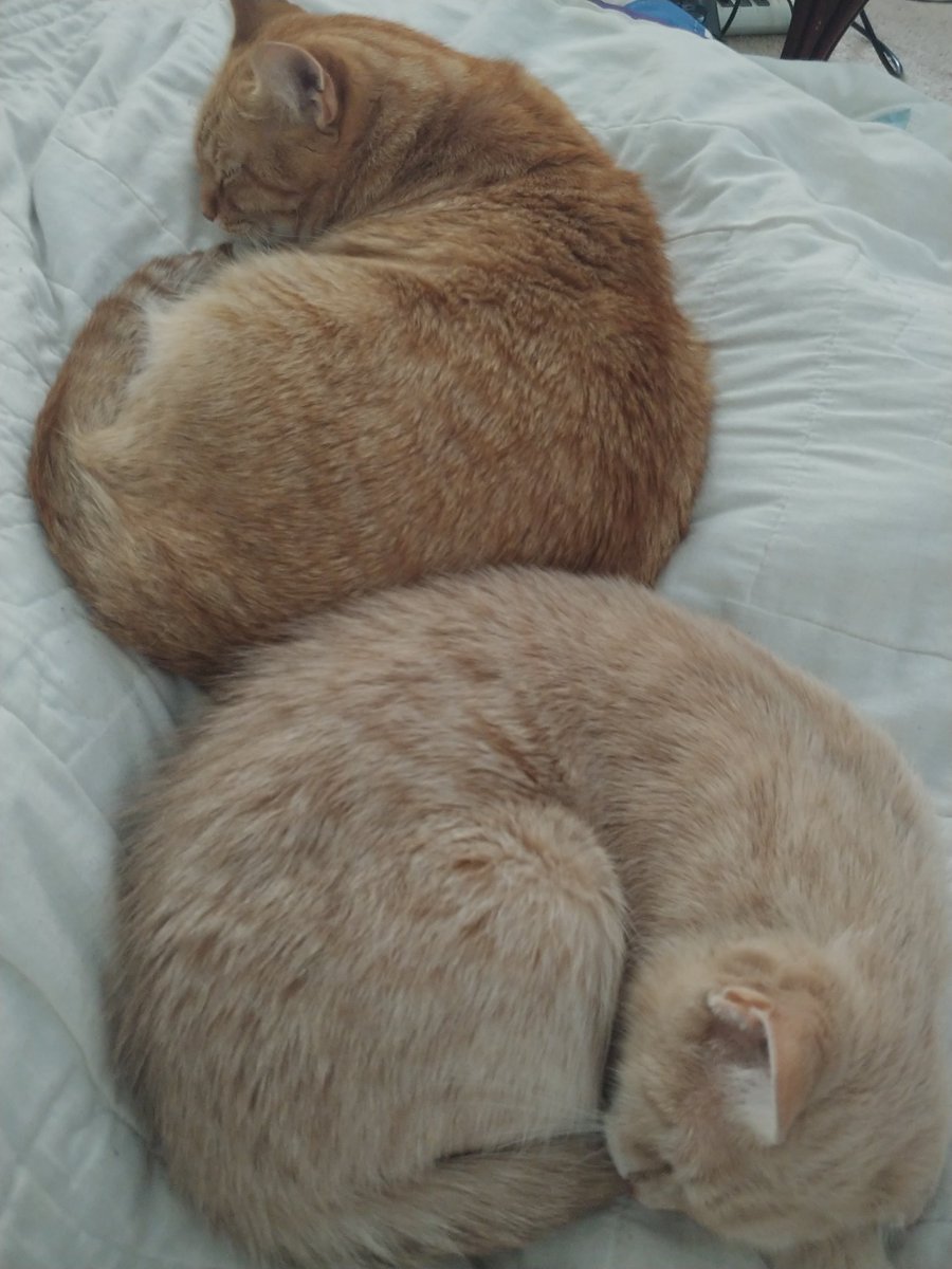 EvelynClear's tweet photo. I got company. #LoafUp https://t.co/r4PkyRdljX