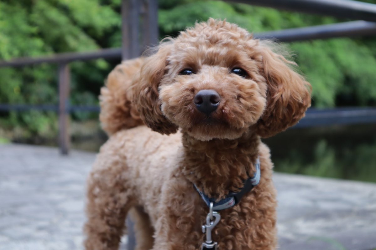 dogs_samurai's tweet photo. 生きる意味
#命 #生きる #辛い #ひとりじゃない #自分を大切に #生まれた意味 #生きる意味 #心の声 https://t.co/eCotzeGACB