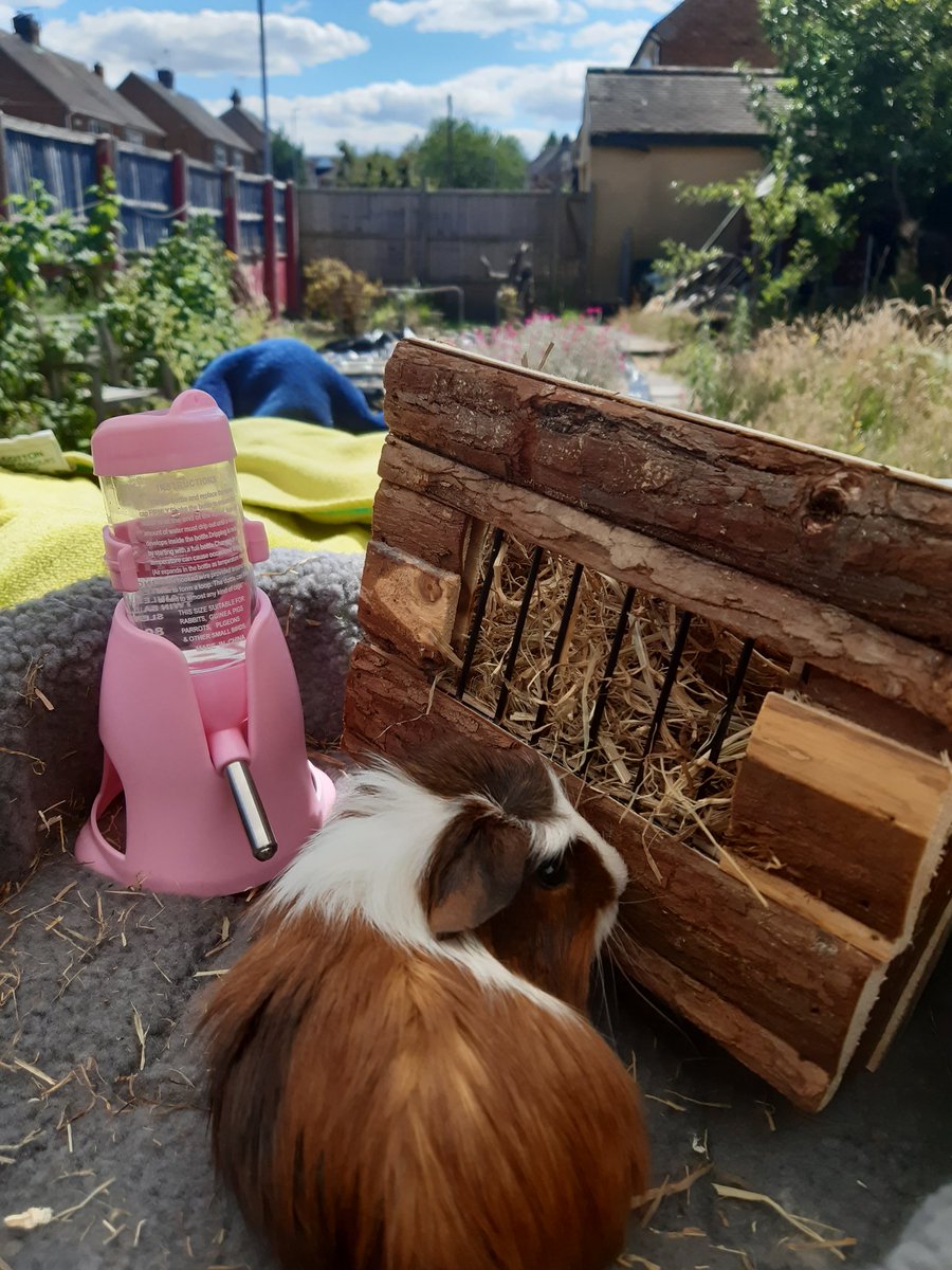 Suns out and sow am I - Goldman 
#animals #cute #EmotionalSupportAnimal #ESA #garden #guineapig #guineapigs #outdoors #PDSA #Pet #Pets #Sows #sun #sunny #TherapyPet