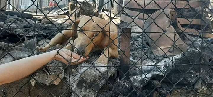 Sobreviveu às chamas mas as proprietárias e a GNR não deixam resgatá-lo. Tem sede, fome e medo, muito medo. 

Isto é desumano. Energias positivas para estes bebés. 

Foto no facebook: Exigimos responsabilidade pelos animais carbonizados no abrigo Santo Tirso.
