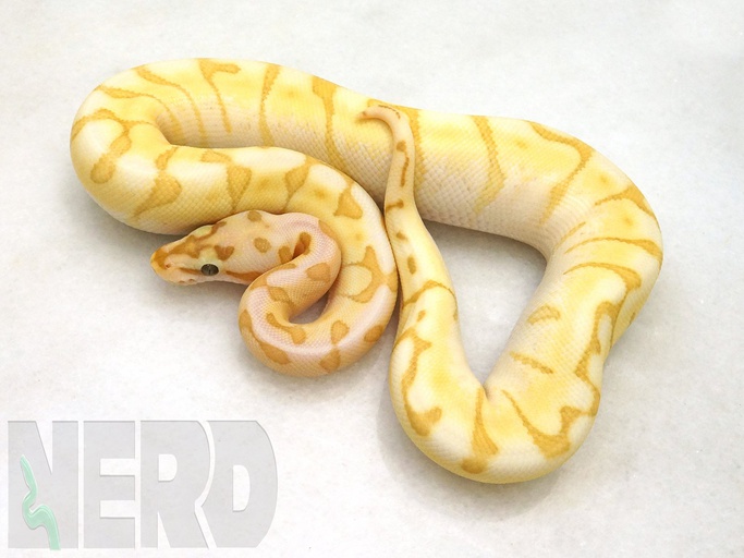 Lesser Spider Ball Python