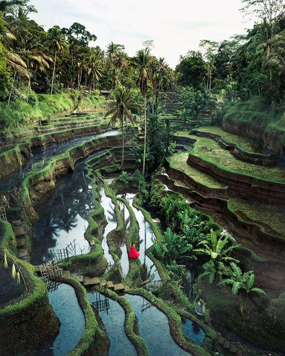 paulaforero's tweet photo. From losing yourself in Tegalalang's rolling rice fields 🌾 to mastering the art of Balinese cuisine... 🥢

Every day is an adventure in our recently reopened Benoa Bali 🙌

📷: A Girl Who Blooms -> https://t.co/7D0BvMF4JG https://t.co/Q2Hz5wgykg