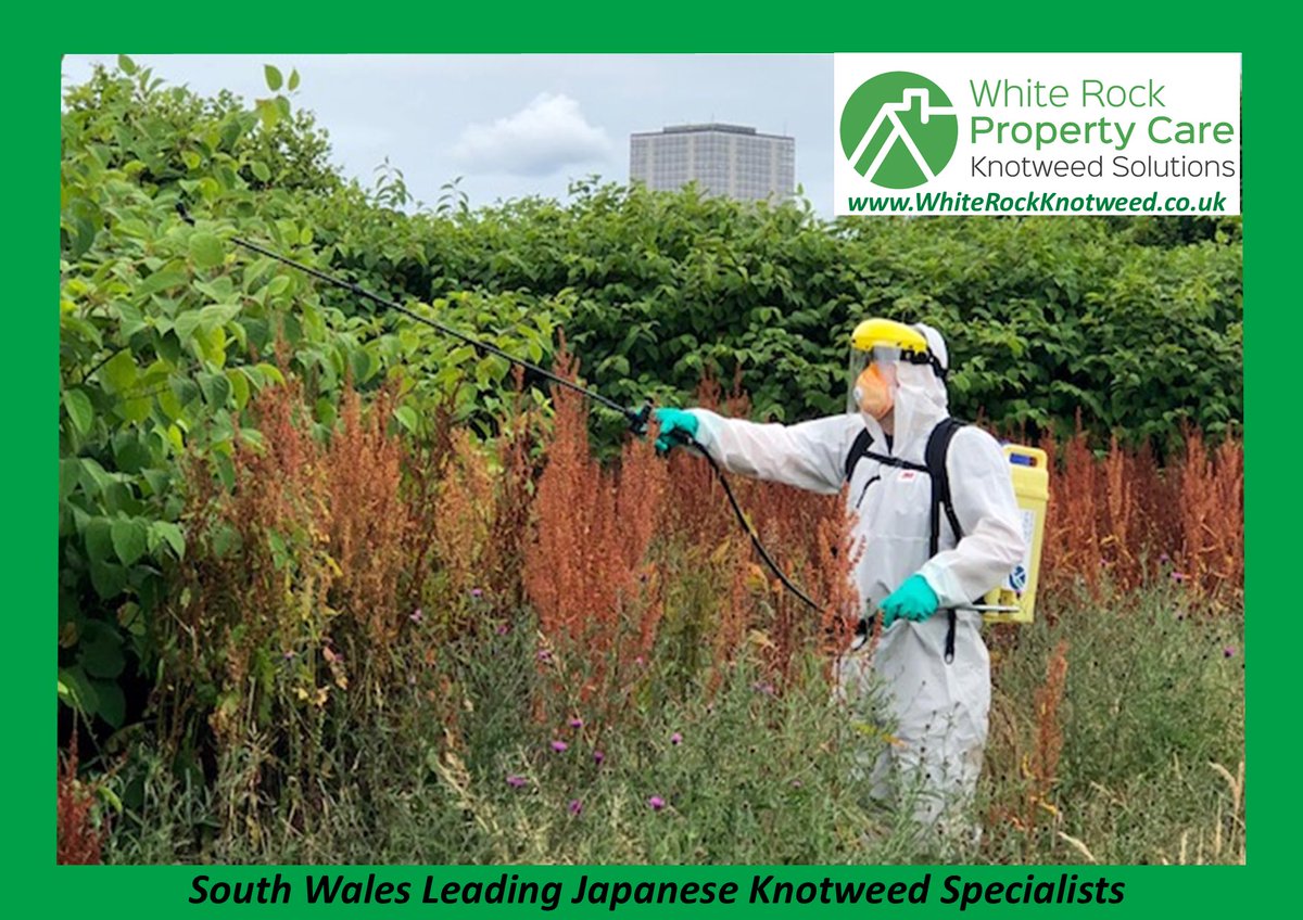 KNOTWEEDWALES's tweet photo. Purchasing a property is the most important single investment that you are likely to make in your lifetime. It is therefore vitality important that when problems such as #JapaneseKnotweed are found, these issues are dealt with by qualified professionals. https://t.co/L5qKe19ueU