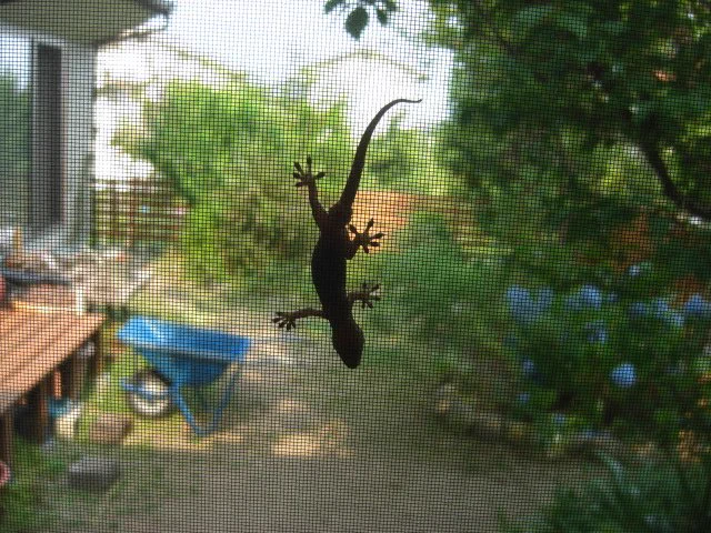 @peki_maron これ系が浮かんだ人はいないですかね？ 