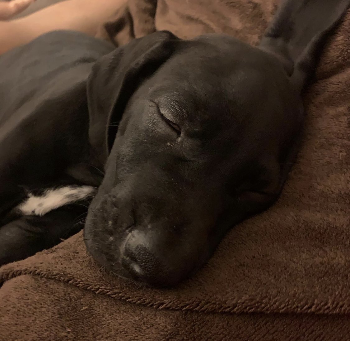 They’re the sweetest when they sleep #napping #greatdane #giantpuppy #puppy
