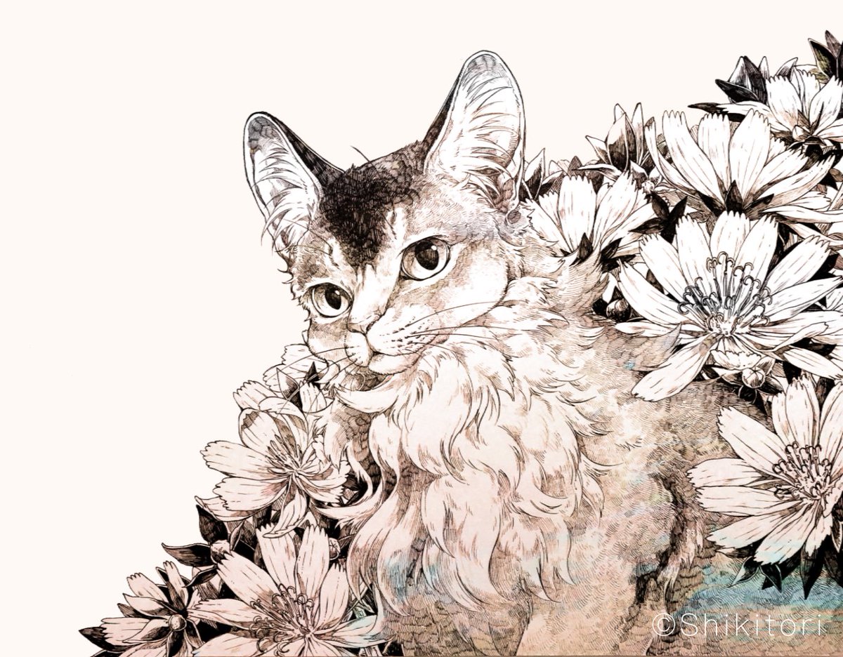 「ソマリ 」|シキトリのイラスト