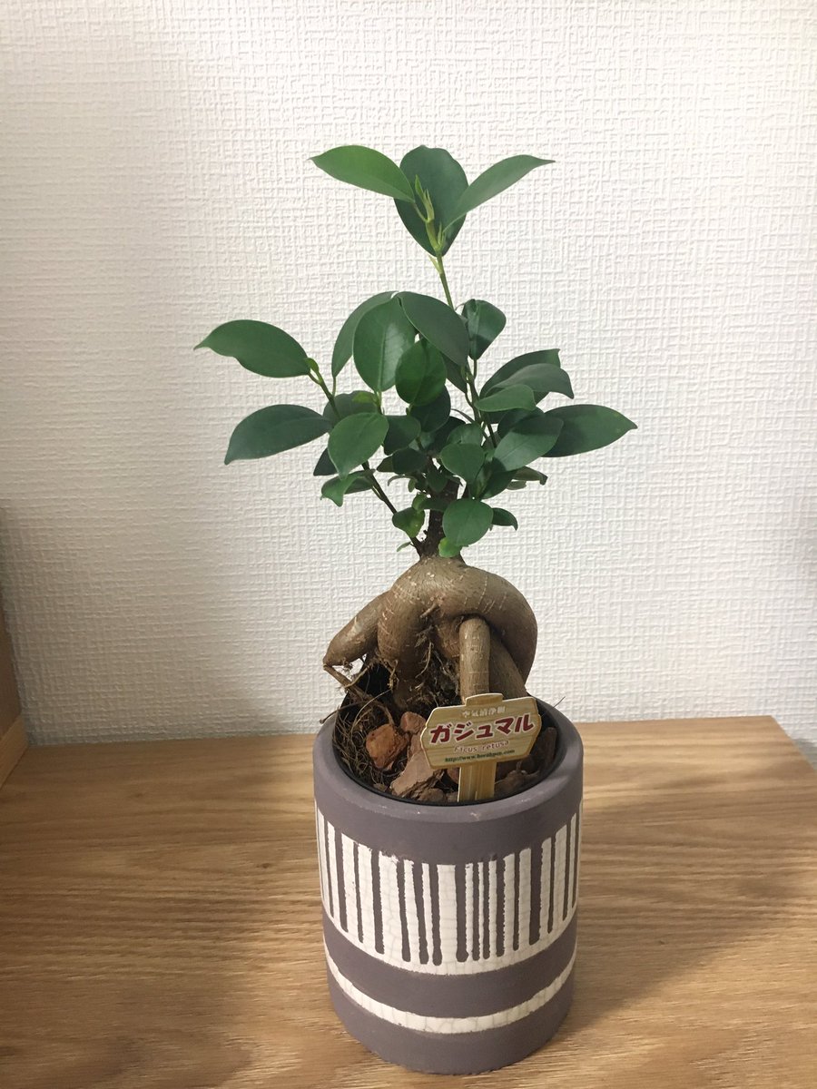 ガジュマル日記 Gajyumaru6 Twitter ガジュマル日記 Gajyumaru6 Twitter