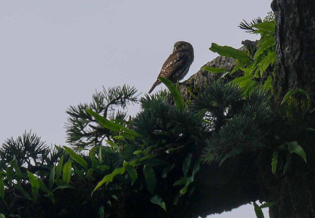 heart_podcast's tweet photo. Guess who visited us briefly? The #CollaredOwlets had nested in full view in a woodpeckers burrow a few years https://t.co/aLRbxY44jf glad they're back. #wildlifephotography #wildearth #NaturePhotography #nature #owls #podcasting #Uttarakhand #indianbirds #birds #birdsoflandour https://t.co/MlGEgcgqbZ