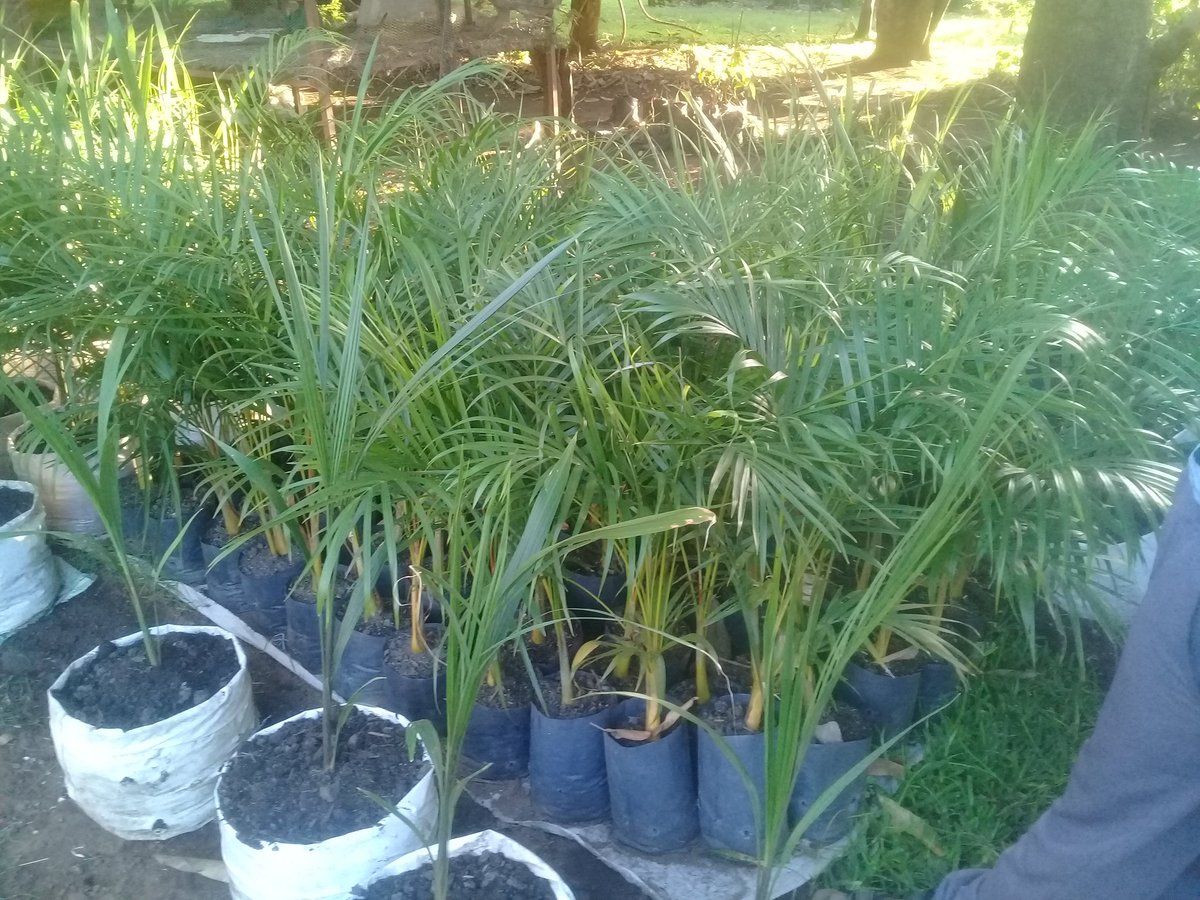 Miti_Restorente's tweet photo. Sago Palms and crotons for sale. Whatsapp 0716404464. @iMisred #redmarkertsunday #misred https://t.co/PSuVzq7ZdA