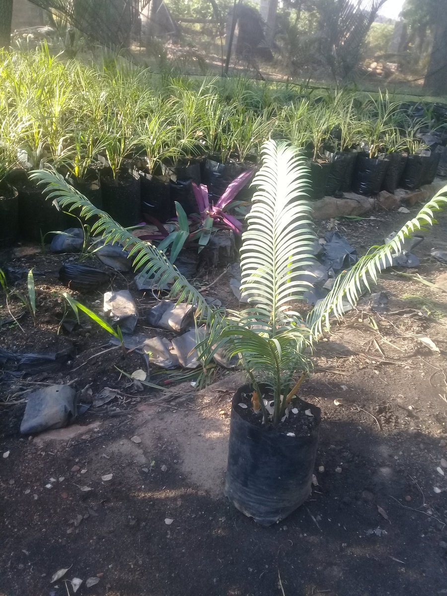 Miti_Restorente's tweet photo. Sago Palms and crotons for sale. Whatsapp 0716404464. @iMisred #redmarkertsunday #misred https://t.co/PSuVzq7ZdA