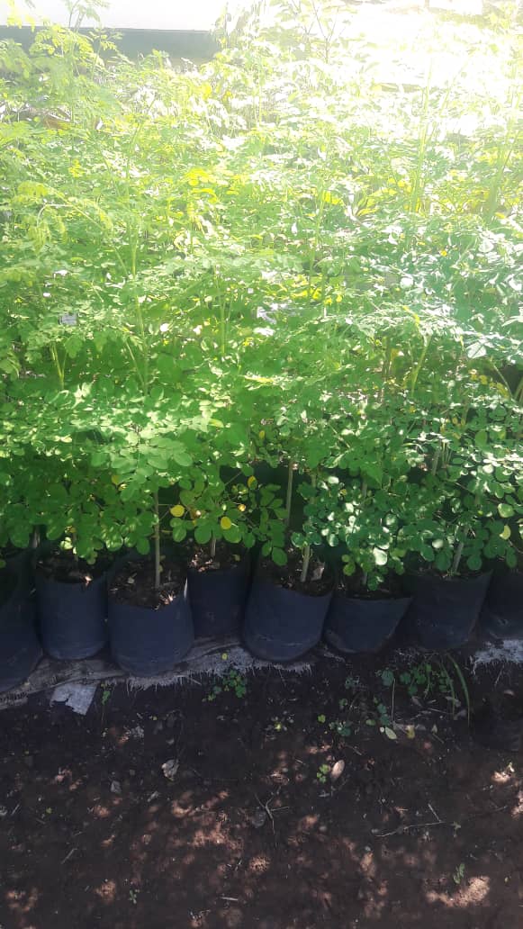 Miti_Restorente's tweet photo. For a variety of Palm trees, Croton shrubs, Umbrella trees, moringa call #0733242871//  whatsapp 0716404464 #misred #redmarketsunday @iMisred https://t.co/ESPSS8St0L