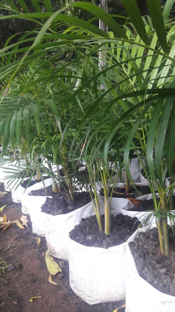Miti_Restorente's tweet photo. For a variety of Palm trees, Croton shrubs, Umbrella trees, moringa call #0733242871//  whatsapp 0716404464 #misred #redmarketsunday @iMisred https://t.co/ESPSS8St0L