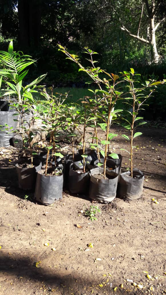 Miti_Restorente's tweet photo. For a variety of Palm trees, Croton shrubs, Umbrella trees, moringa call #0733242871//  whatsapp 0716404464 #misred #redmarketsunday @iMisred https://t.co/ESPSS8St0L