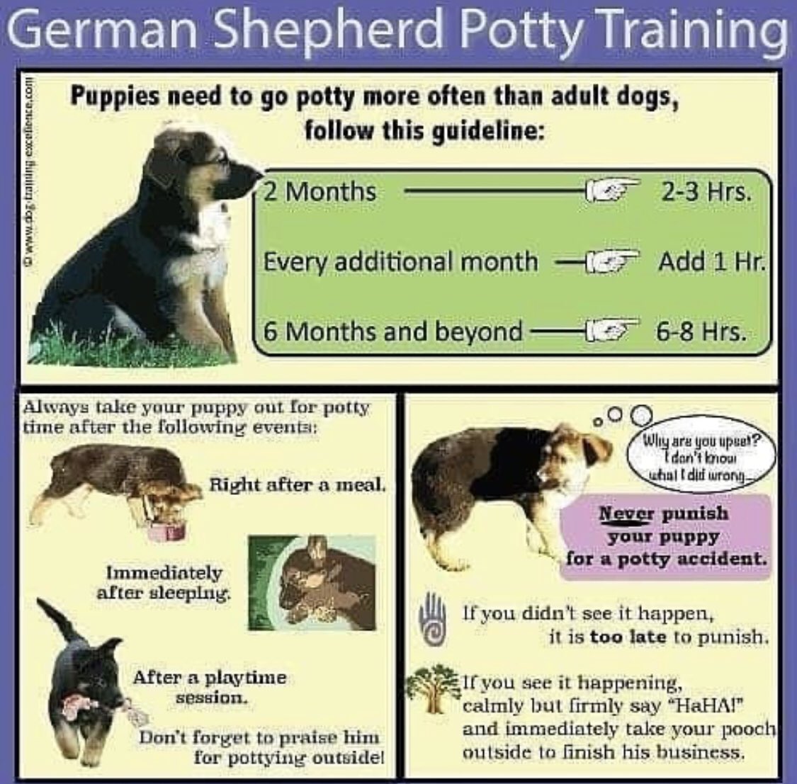 dogtrainer29's tweet photo. Simple steps to give #GermanShepherd a potty #Training 

Train your dog by yourself during this #COVID__19 pandemic

Get personal training for your #dog now from here https://t.co/dL8Mo5PmRz

#dogtraining #dogbehaviour #dogobience #doglovers #howtotraindog https://t.co/8udle1fE4D
