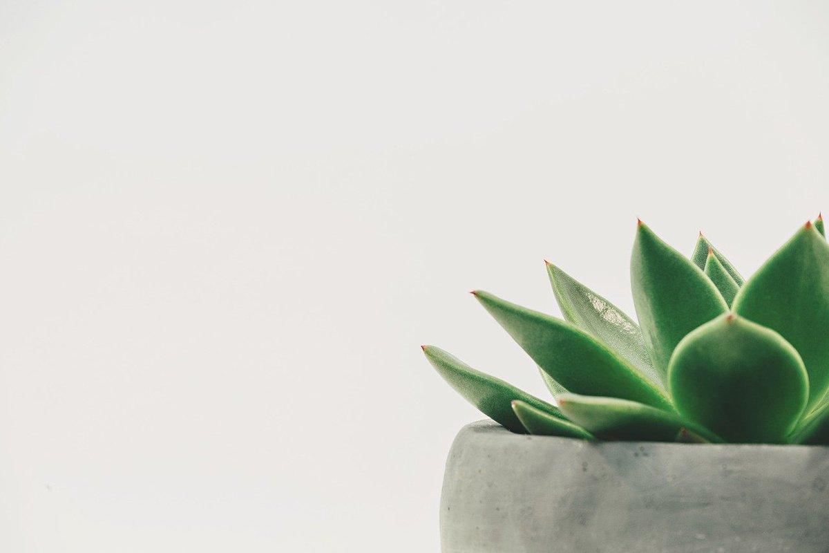 Expertsinprop's tweet photo. It's important to have a bit of greenery in your house-  indoor plants can boost mood, productivity, concentration and creativity and clean indoor air by absorbing toxins! Here's a guide on how to grow plants inside your home > https://t.co/3IhLKGEPia https://t.co/Bacd8DFFTI