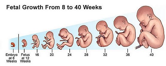 LIFESPAN OF PREGNANCY Pregnancy is meant to last for 280 days which is 40 weeks in humansSome babies can still survive two additional weeks. After 42 weeks, the placenta starts aging rapidly & the water that provides food for them also starts drying up.  #NotobabyscamRT