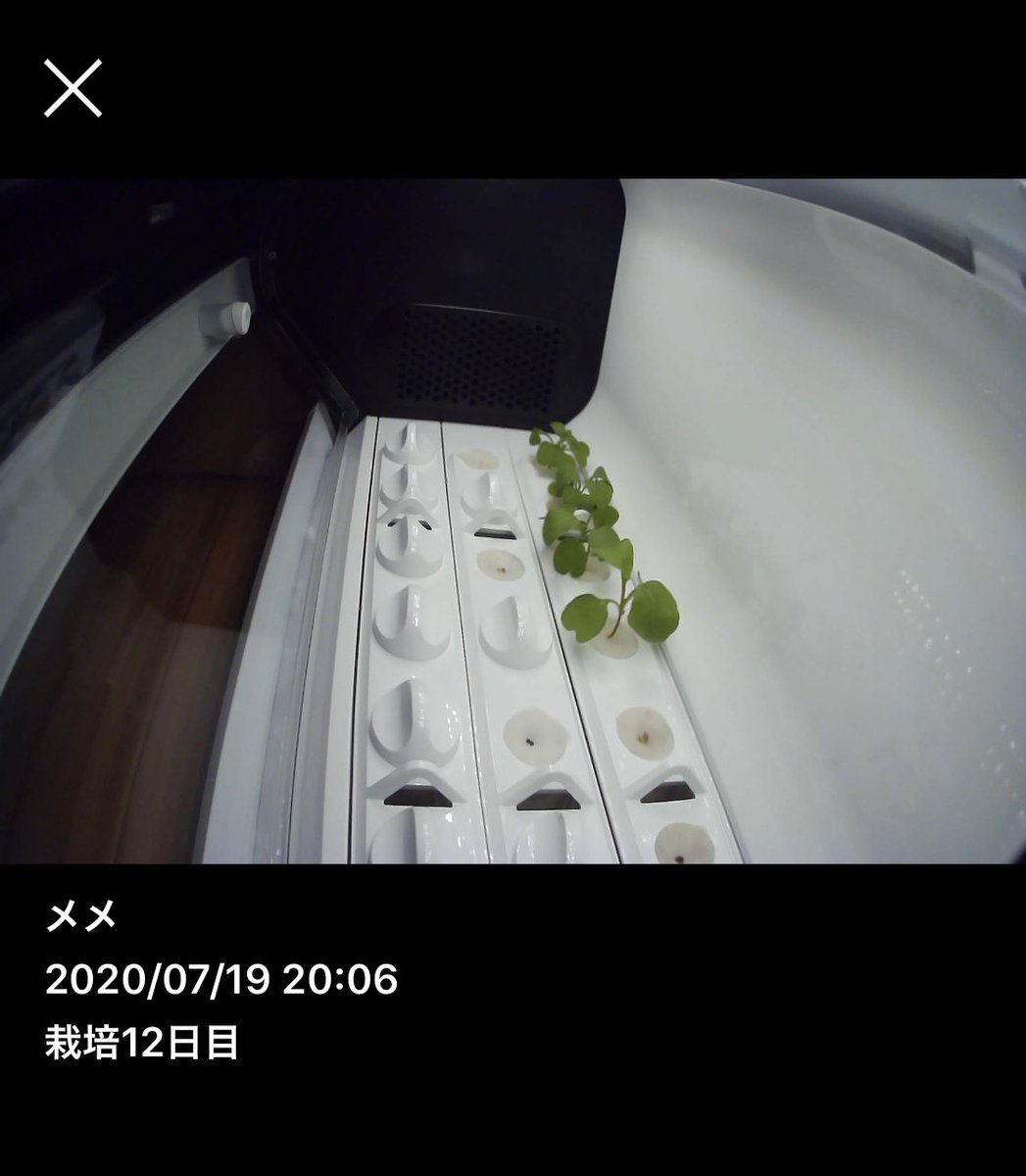 Craftwife's tweet photo. 水耕栽培
DAY12
パクチー発芽する気配なし!
やっぱりタネを割ってから発芽させることに。
栽培チェックポイントのひとつは「発芽」なんだなぁと学んだ
底が五角形のペットボトルは便利
#きょうのワイフテック
#水耕栽培
#楽しい水耕栽培
#ハイポニカ
#やさい物語
#growShare https://t.co/1EfeOSyptY
