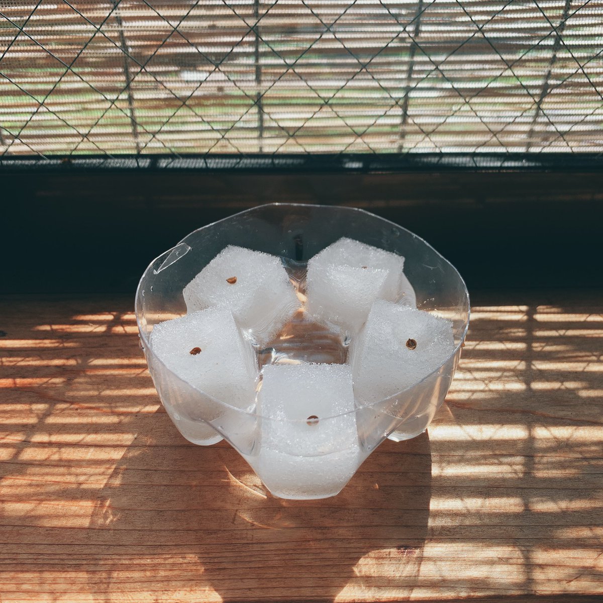 Craftwife's tweet photo. 水耕栽培
DAY12
パクチー発芽する気配なし!
やっぱりタネを割ってから発芽させることに。
栽培チェックポイントのひとつは「発芽」なんだなぁと学んだ
底が五角形のペットボトルは便利
#きょうのワイフテック
#水耕栽培
#楽しい水耕栽培
#ハイポニカ
#やさい物語
#growShare https://t.co/1EfeOSyptY