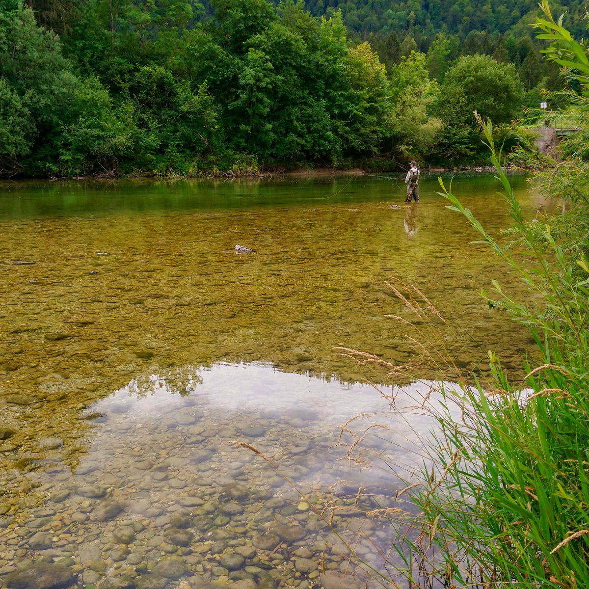 bledoscope's tweet photo. This slightly off-the-beaten path by #Sava Bohinjka River has become one of my favourite stress reducing activities. 😌

It's been raining and the ponds on the trail are full of little, curious frogs. 🐸 #naturelover #Slovenia https://t.co/Yo1c0c6Gey