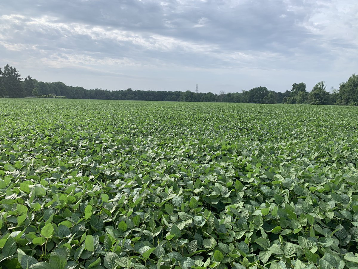 Geoff McLean 🇨🇦 🇳🇱 tweet media