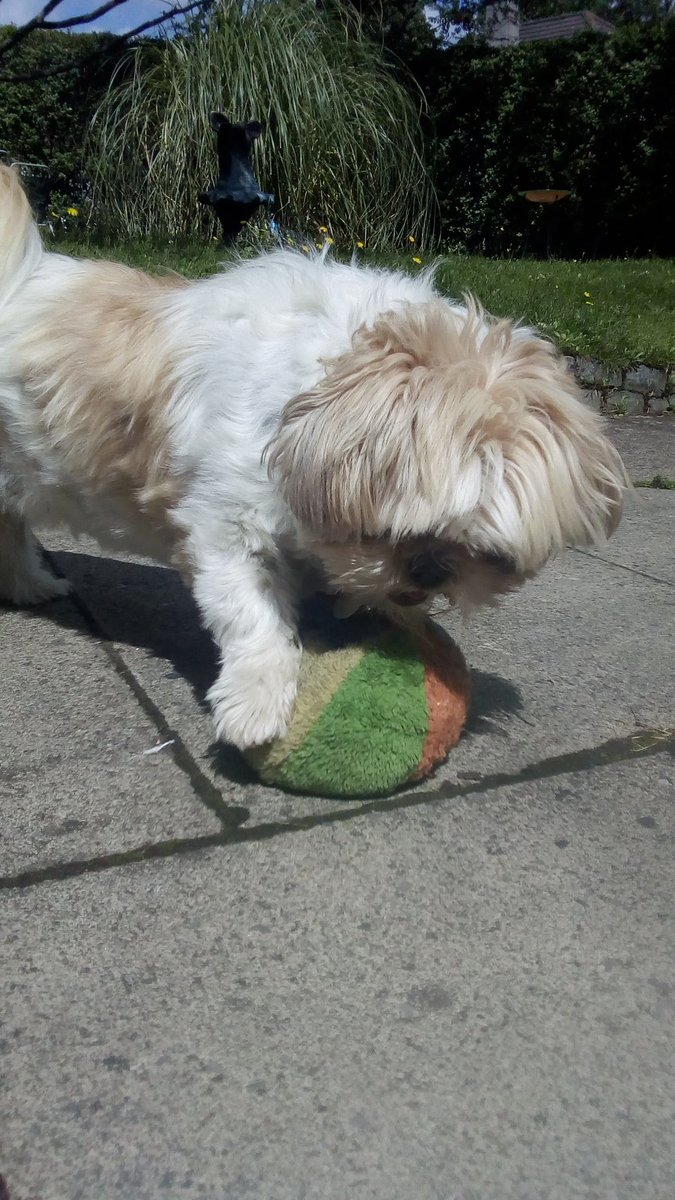 natalievaness15's tweet photo. Sunny today 🌞🙌 Dragged me ball out to gits sum sun on itz back ☀️
#TallulahsBall 🐾👊 https://t.co/NlKSbpdC3G