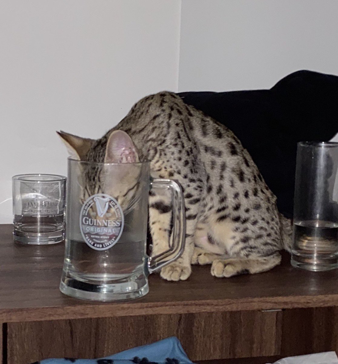 JamesMarriottYT's tweet photo. At 3am last night I was woken up by some noises to my right. The most cursed fucking thing. My 3 month old cat drinking from MY CUP. The amount of times I have probably shared a water with this little shit. https://t.co/rkN4jBOGyi