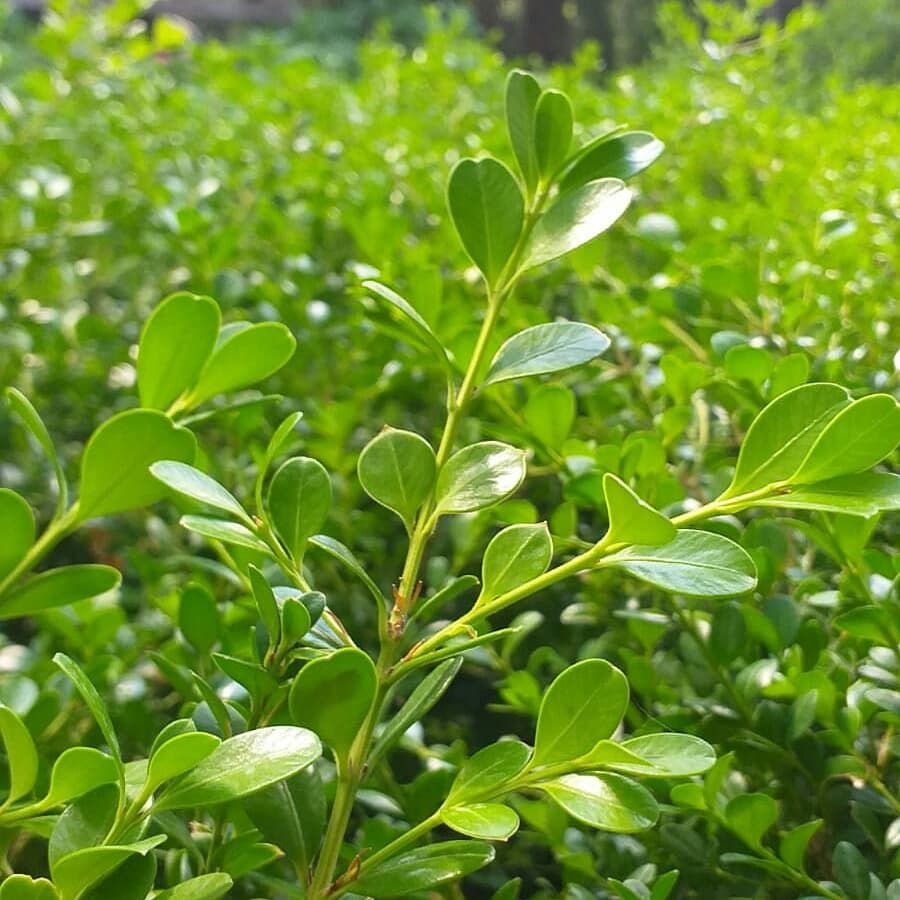 EgeparkK's tweet photo. Şimşir (Buxus Sempervirens) 🌿🌳➡ Herdem yeşildir ve budama ile istenilen her şekil verilebilir. Yazın sulanmasına dikkat edilmelidir, kışın pek su istemez. 2 boy seçeneğiyle Egepark Fidancılık'ta.
.
.
.
#şimşir #buxus #topiary #topiaryart #istanbul https://t.co/BGxwmWWmoJ