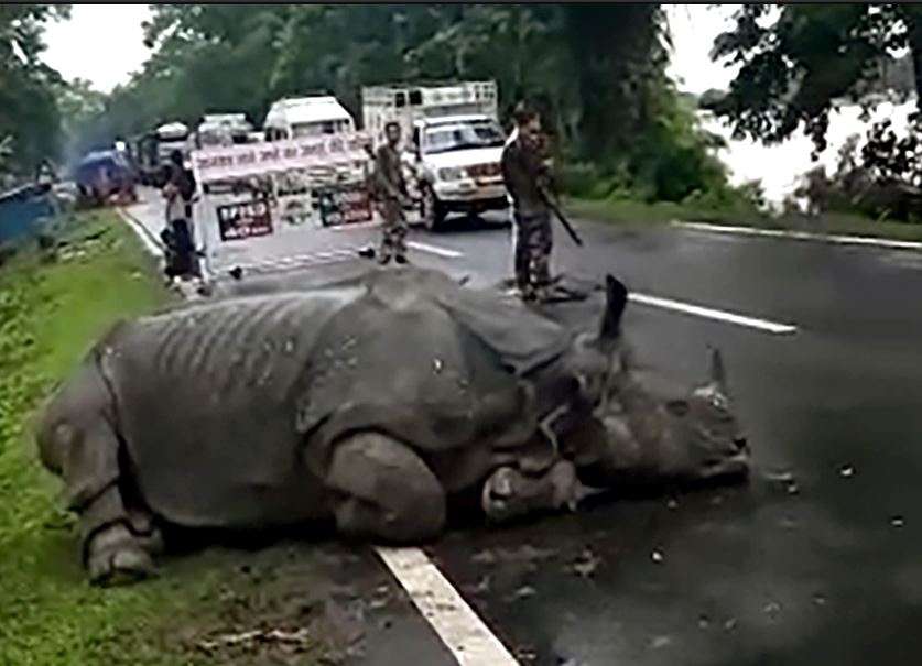 timesofindia's tweet photo. Assam floods: 108 animals die at Kaziranga National Park 

Park authorities said that among the animals that died, there are nine rhinos, four wild buffaloes, seven wild boars, two swamp deer, and 82 hog deer.

https://t.co/6H7C6buBaj https://t.co/qqftGVgKqJ