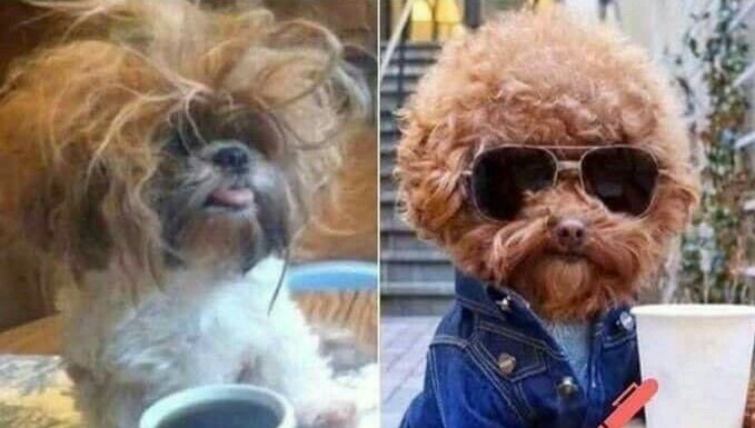 Justsimran's tweet photo. Me when class is on audio mode 
                             V/S
When class is on video mode 😂
#dailymemes https://t.co/uqvbhShZiD