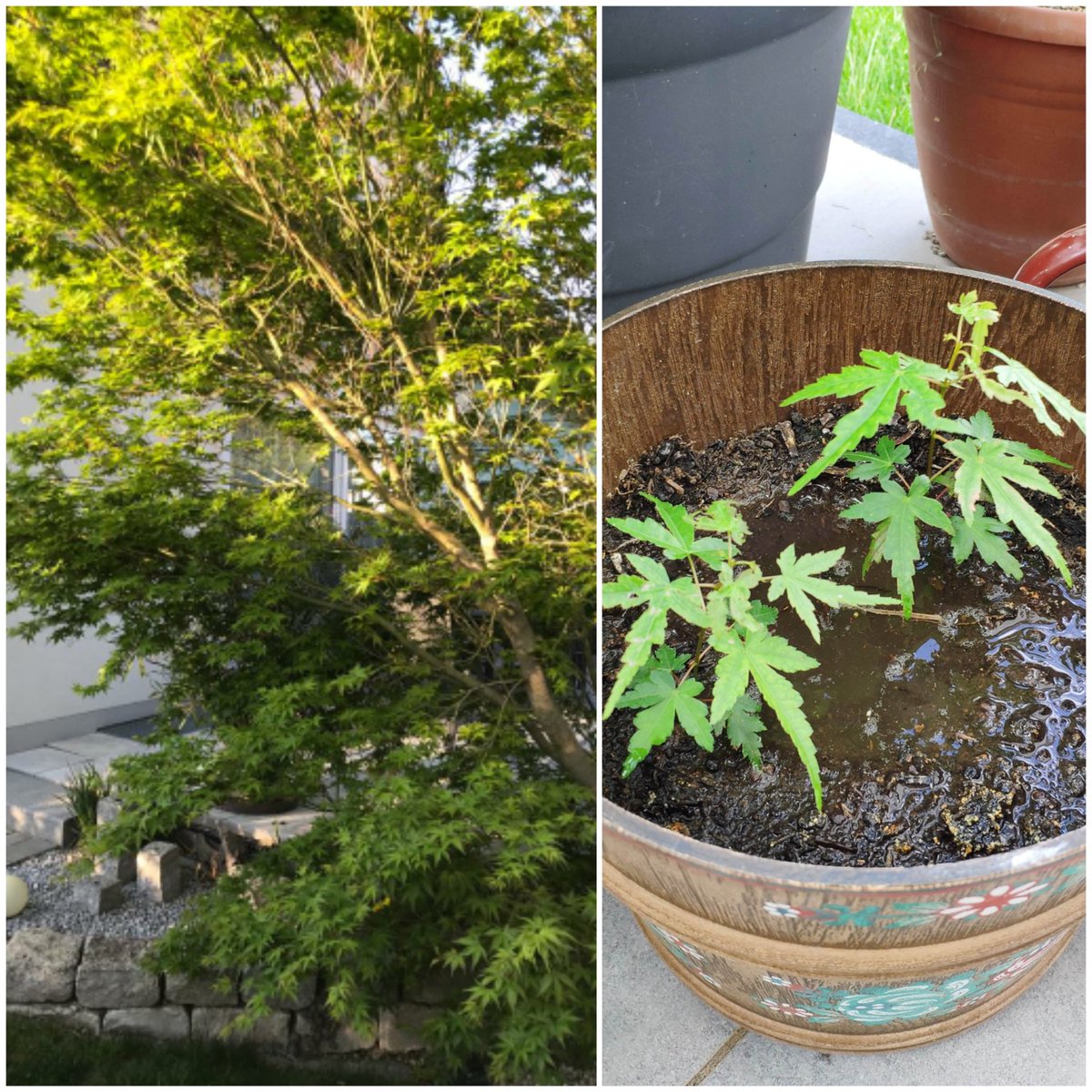 Spass_im_Garten's tweet photo. Habe zwei Ableger von einem japaischen #Ahorn geschenkt bekommen. Noch sind sie klein 😊
#Garten #Sommer https://t.co/urZ7sCHmiX