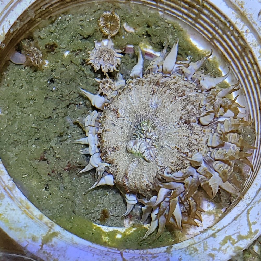 PlacentalFish's tweet photo. One of the reasons I'm so interested in viviparity (live birth) is that it is complex but widespread. @SymbiontSam 's rockflower anemone (Phymanthus crucifer) gave birth to these babies she had been brooding for some time. And this is an animal that tends to be deemed "simple"! https://t.co/8KcbwqJ4DD