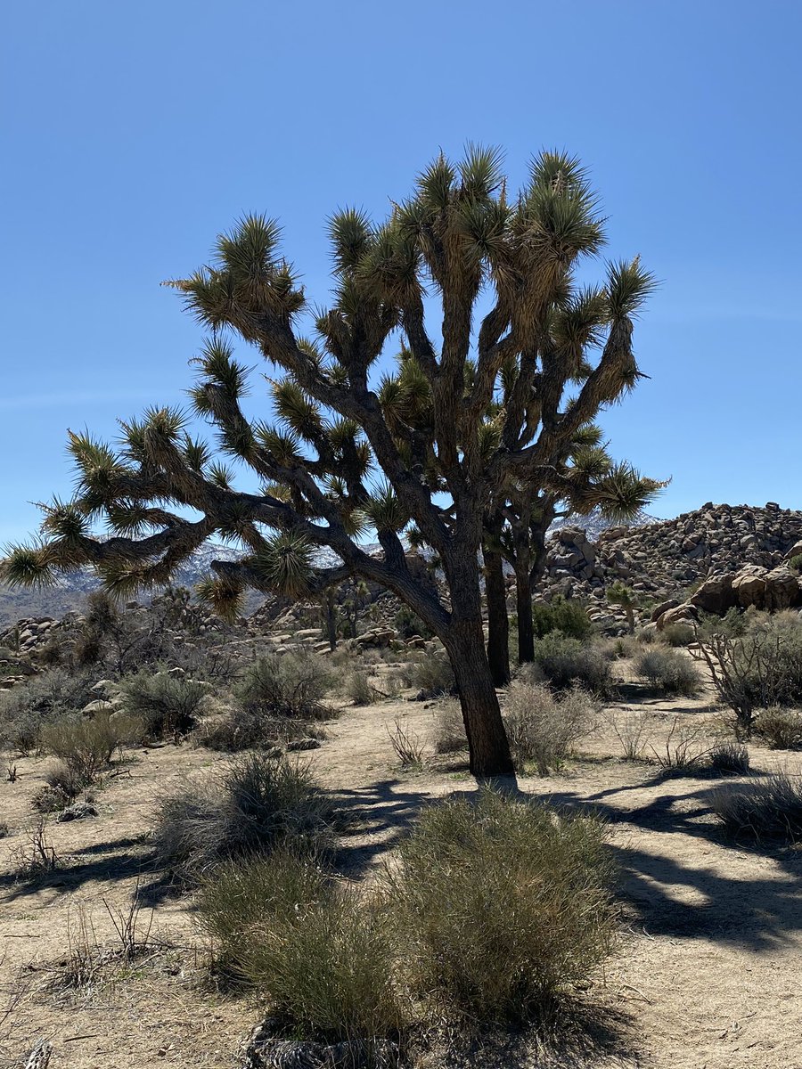 GMalkowska's tweet photo. Dziś #JoshuaTreePark
Podróżuję po moim albumie:) https://t.co/sf5OTfBzNz