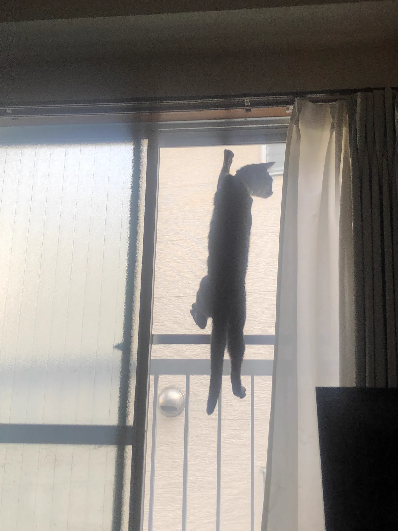 @peki_maron @c_kibikura 外からのスパイダーニャンは初めて見ました。私の猫もやります。通りすがりにお邪魔しました。 