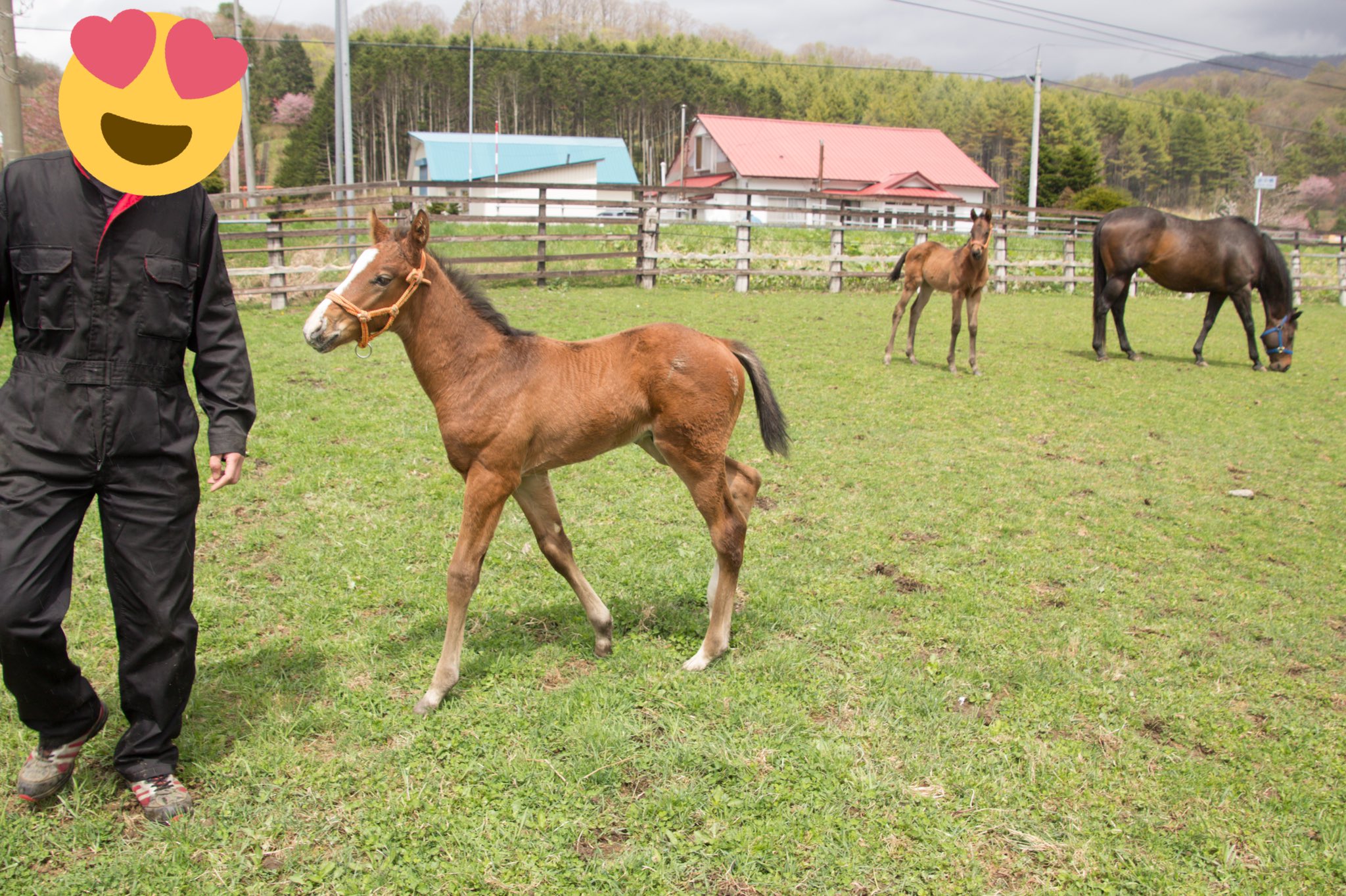 Nsmc どこでもついてくるピンクカメハメハ幼少時 お母さんが歳であまり構うことが出来なかったから お世話してくれる人が大好きでしたよ