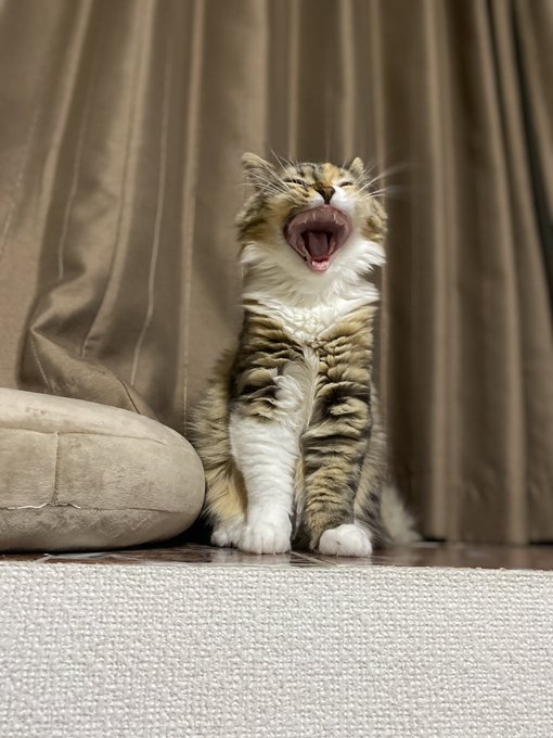 あくびのtwitterイラスト検索結果 古い順