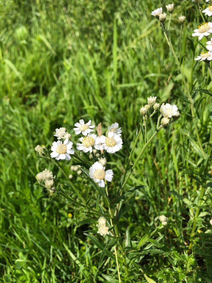 KuypersH's tweet photo. Een zonnig momentje aan de #IJssel Binnen een straal van één meter kom je zo veel bloeiende kruiden tegen. Genoeg voor nog heel wat momentjes. #margriet, #zilverschoon, #kattestaart, #wildebertram https://t.co/UM5K7haxmv