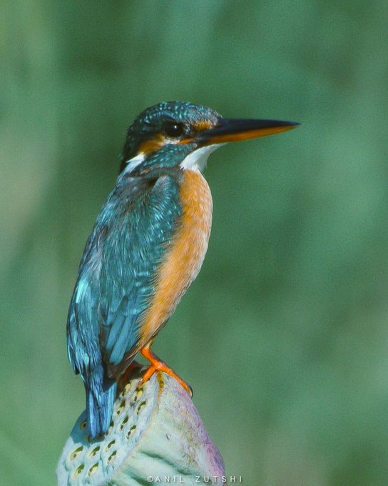 Common Kingfisher behavior