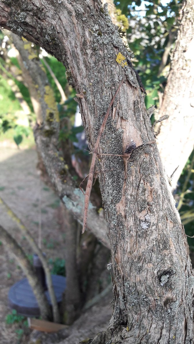 svtibo's tweet image. Phasme-baton 😎 #biologie #svt #phasme #cache