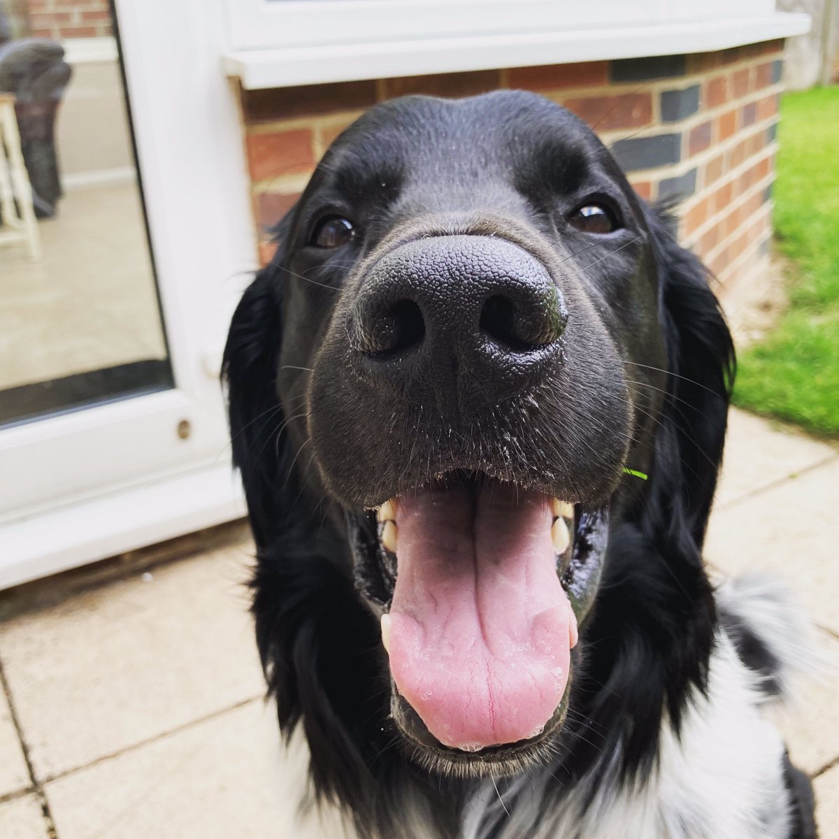 ZStabyhoun's tweet photo. Snout 🐷!! #stabyhoun #dogsoftwitter https://t.co/uLmR0Tc9at