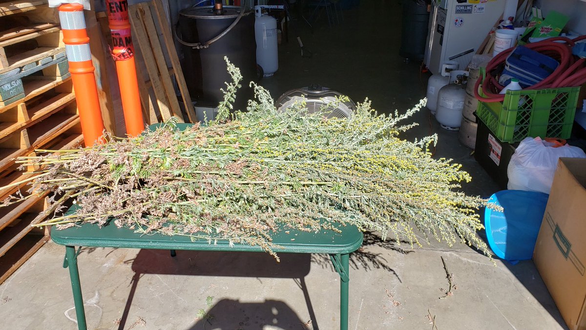 PacificDistill's tweet image. Harvesting some of the Wormwood from our little demonstration garden in front of the distillery. This will hang to dry for a year and then it will be used as a most important ingredient distilling Pacifique Absinthe. #Pacifiqueabsinthe #Absinthe