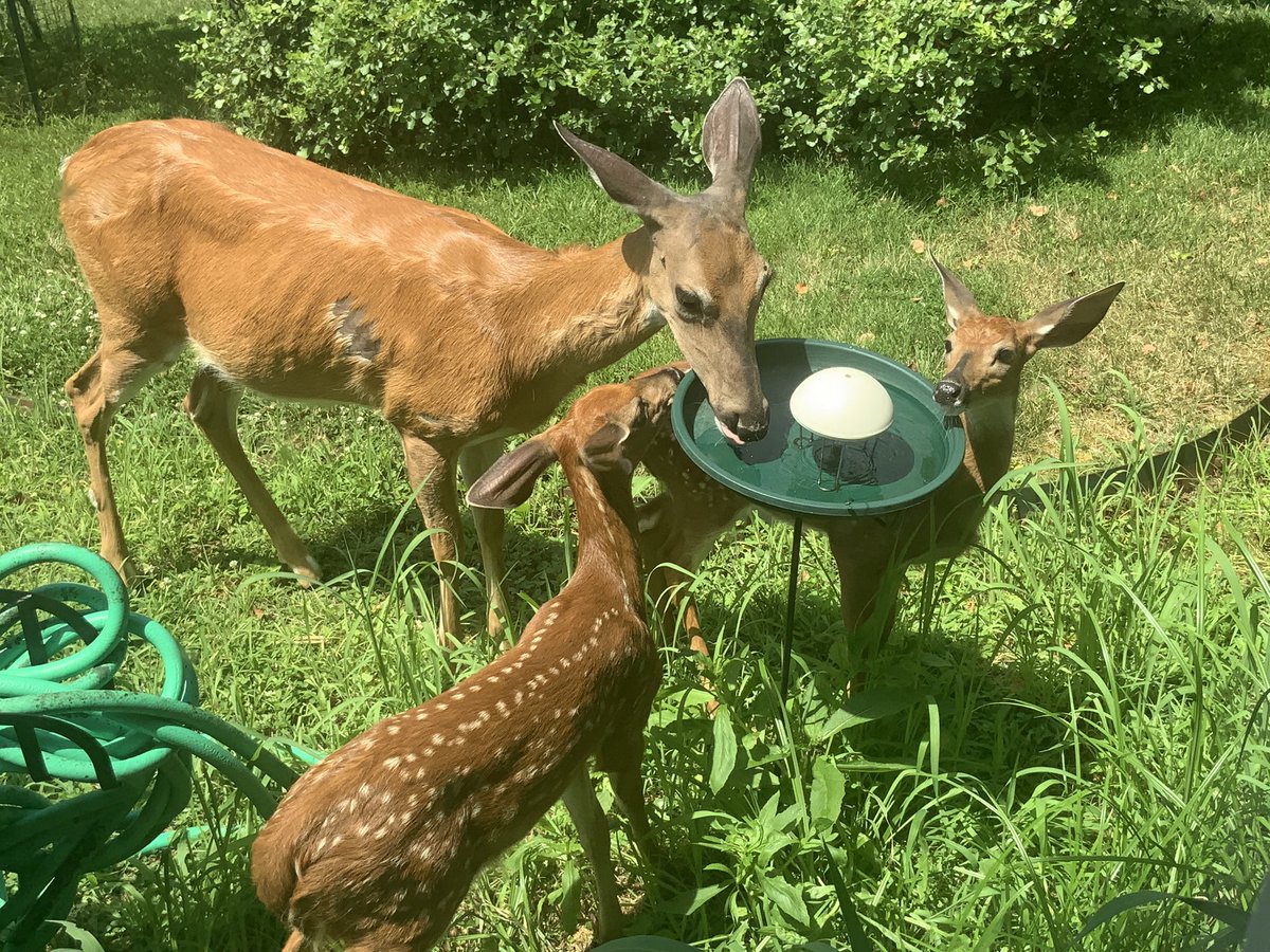 Just outside my window #nature #birdbath #deer #wildlife #QuarantineLife