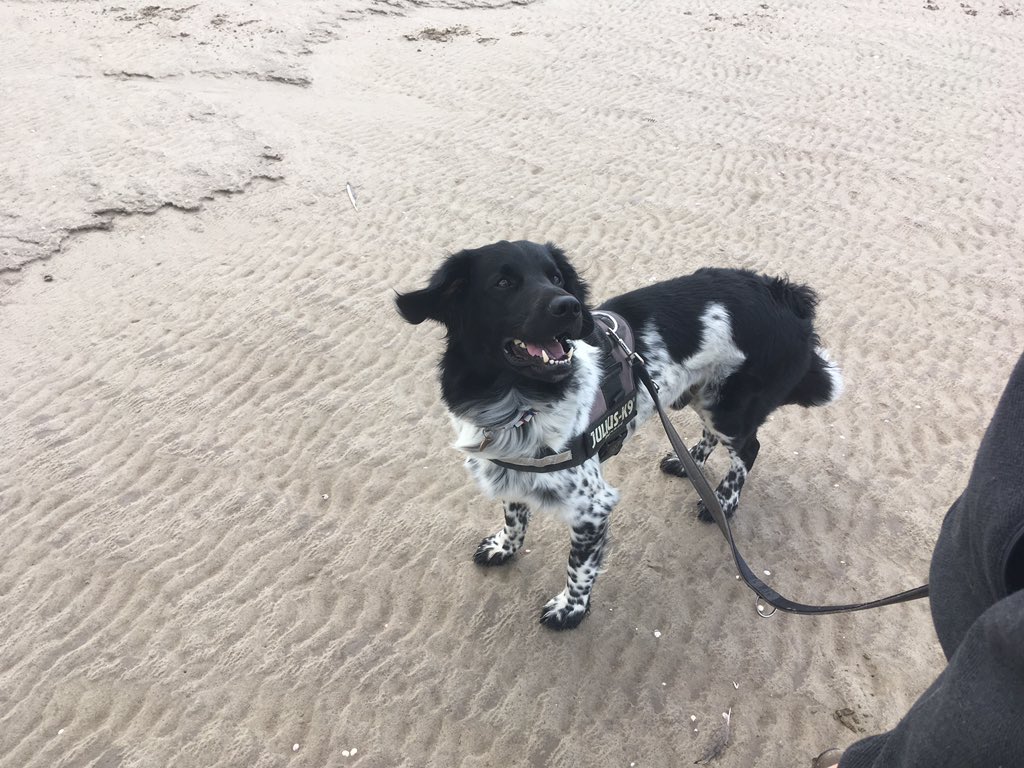 ZStabyhoun's tweet photo. Love the sea breeze in my ears- how about you @PugsofHove?!  #zorroontour https://t.co/6Ej6bpk16X