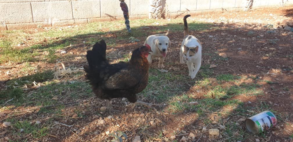 theAleppoCatmen's tweet photo. 🐕 +🐓 +🐈 =❤️ the story continue..,
@theAleppoCatman #PictureOfTheDay #SyrianAnimals #ErnestoSanctuary https://t.co/1WQy2jZAVz