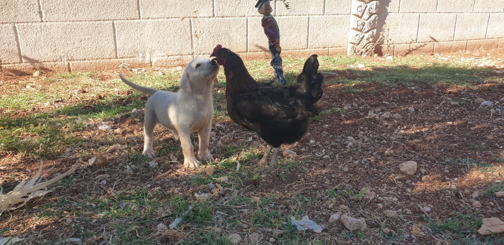 theAleppoCatmen's tweet photo. 🐕 +🐓 +🐈 =❤️ the story continue..,
@theAleppoCatman #PictureOfTheDay #SyrianAnimals #ErnestoSanctuary https://t.co/1WQy2jZAVz
