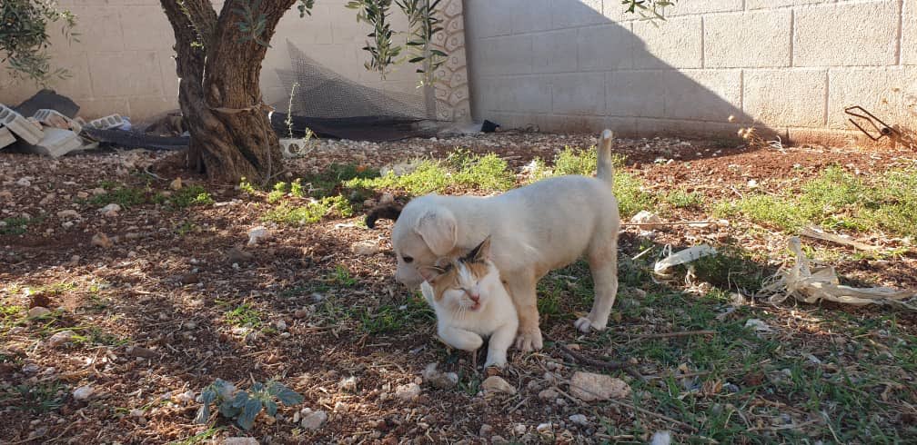 theAleppoCatmen's tweet photo. 🐕 +🐓 +🐈 =❤️ the story continue..,
@theAleppoCatman #PictureOfTheDay #SyrianAnimals #ErnestoSanctuary https://t.co/1WQy2jZAVz