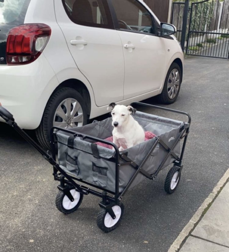 FretwellDaisy's tweet photo. I’ve got my new wheelz @JennySpringer1 I’m looking forward to my walk tomorrow, well walk &amp; shuttle ride 👍#DaisyParsons https://t.co/2Hc9qcjiyH