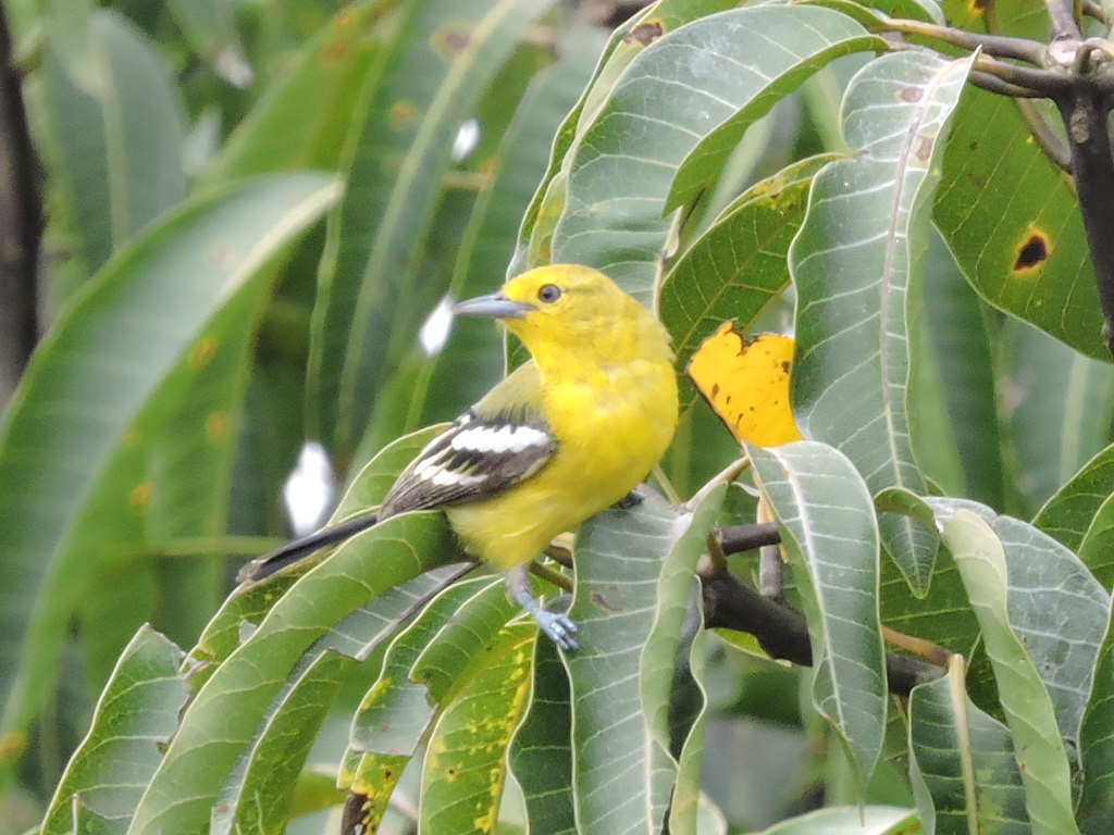 ticeae1919's tweet image. The Common Iora (♀️)
~Aegithina tiphia

#commoniora
#Aegithinatiphia 
#birdsoftripura 
#agartala