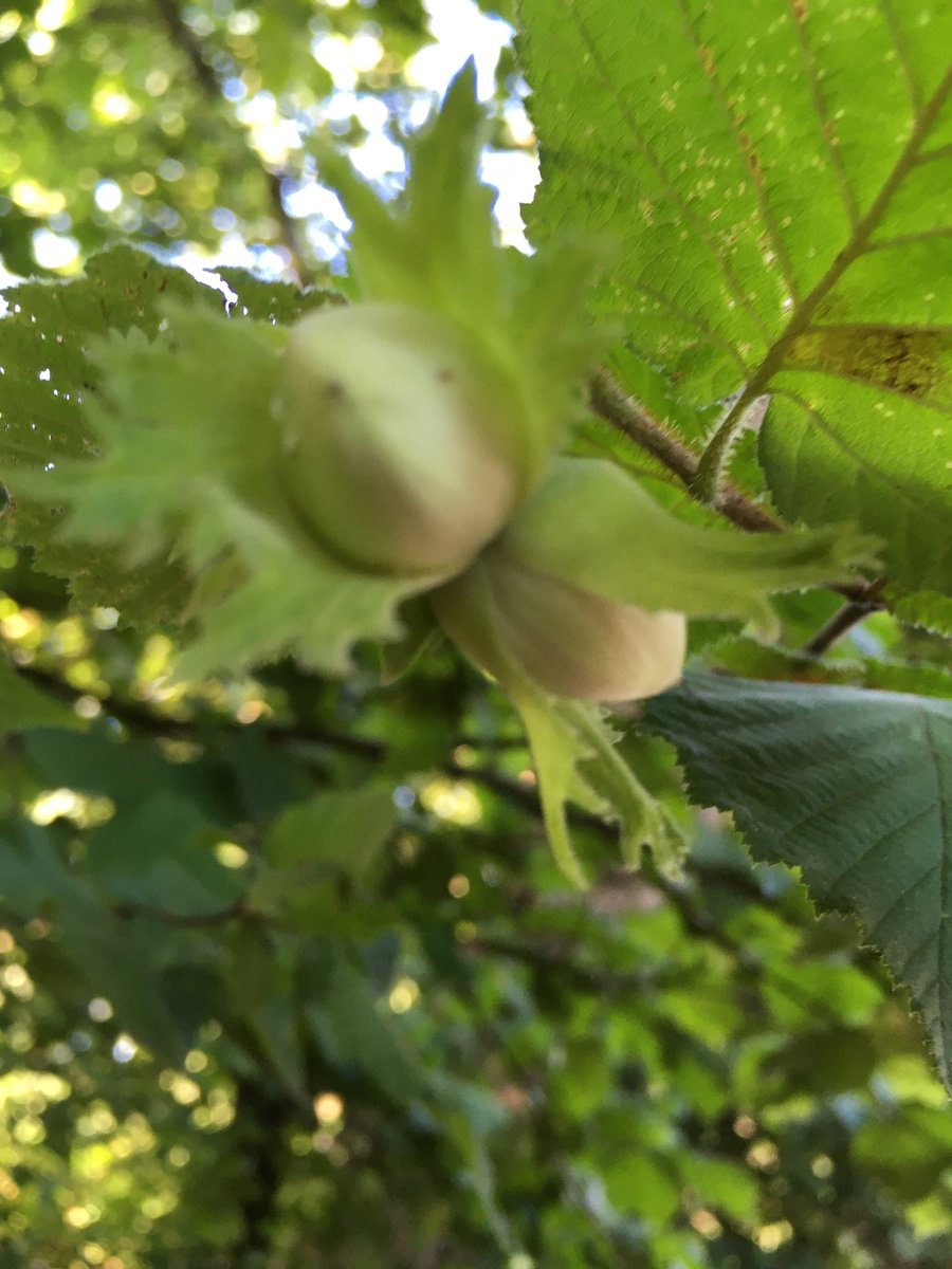 Looking forward to seeing nature’s bounty in the autumn